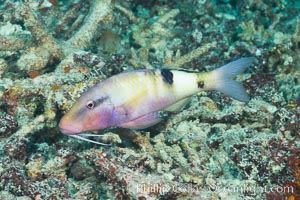 Manybar Goatfish, Parupeneus multifasciatus, Fiji, Makogai Island, Lomaiviti Archipelago