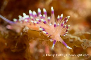 Marcus' aeolid sea slug or nudibranch, Coryphellina marcusorum, Sea of Cortez, Mexico, Coryphellina marcusorum, Isla Angel de la Guarda, Baja California