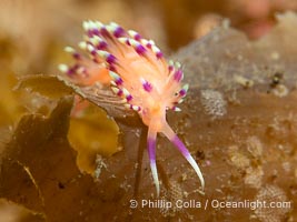 Marcus' aeolid sea slug or nudibranch, Coryphellina marcusorum, Sea of Cortez, Mexico, Coryphellina marcusorum, Isla Angel de la Guarda, Baja California