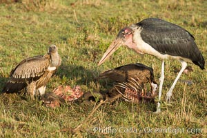 Maribou stork and vultures on carcass, greater Maasai Mara, Kenya, Leptoptilos crumeniferus, Maasai Mara National Reserve