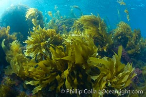 Marine algae, various species, in shallow water underwater.