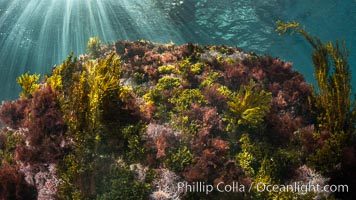 Marine Algae on Underwater Reef, Coronado Islands, Mexico, Coronado Islands (Islas Coronado)