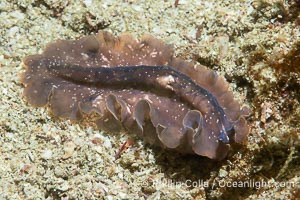 Marine flatworm, Pseudoceros sp, Sea of Cortez, Mexico, Pseudoceros sp, Islas San Lorenzo, Baja California