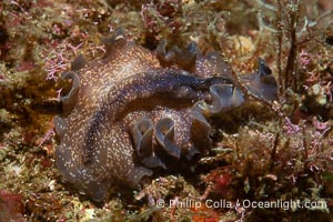 Marine flatworm, Pseudoceros sp, Sea of Cortez, Mexico, Pseudoceros sp, Islas San Lorenzo, Baja California