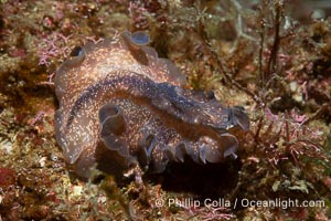 Marine flatworm, Pseudoceros sp, Sea of Cortez, Mexico, Pseudoceros sp, Islas San Lorenzo, Baja California