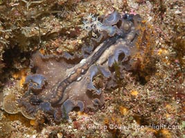 Marine flatworm, Pseudoceros sp, Sea of Cortez, Mexico, Pseudoceros sp, Islas San Lorenzo, Baja California