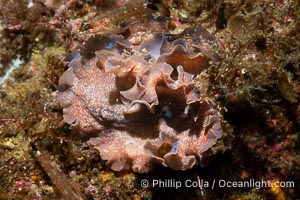 Marine flatworm, Pseudoceros sp, Sea of Cortez, Mexico, Pseudoceros sp, Islas San Lorenzo, Baja California