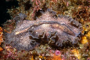 Marine flatworm, Pseudoceros sp, Sea of Cortez, Mexico, Pseudoceros sp, Islas San Lorenzo, Baja California