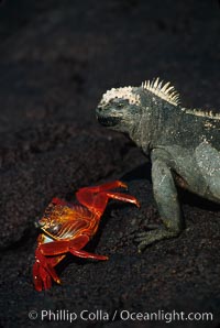 Marine iguana, Punta Espinosa, Amblyrhynchus cristatus, Fernandina Island