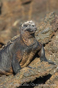 Marine iguana on volcanic rocks at the oceans edge, Punta Albemarle, Amblyrhynchus cristatus, Isabella Island