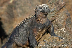 Marine iguana on volcanic rocks at the oceans edge, Punta Albemarle, Amblyrhynchus cristatus, Isabella Island