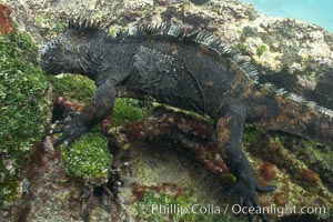 Marine iguana, underwater, forages for green algae that grows on the lava reef, Amblyrhynchus cristatus, Bartolome Island