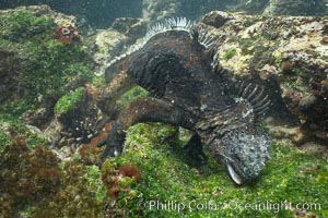Marine iguana, underwater, forages for green algae that grows on the lava reef, Amblyrhynchus cristatus, Bartolome Island