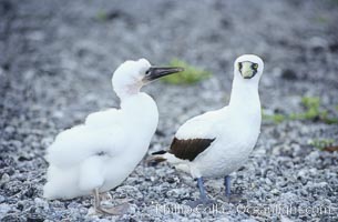 Masked booby adult and juvenile, Sula dactylatra, Rose Atoll National Wildlife Sanctuary