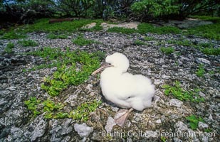 Masked booby chick on forest floor, Rose Atoll National Wildlife Refuge, Rose Atoll National Wildlife Sanctuary