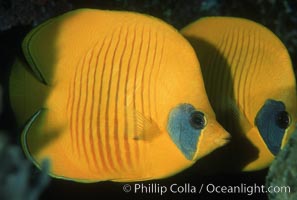 Masked butterflyfish, Chaetodon semilarvatus, Egyptian Red Sea