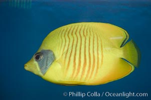 Golden butterflyfish, Chaetodon semilarvatus