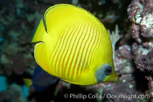 Masked butterflyfish, Chaetodon semilarvatus