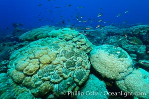 Massive round Porites lobata coral heads, Clipperton Island, Porites lobata