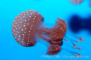 Mastigia sp. jellyfish, found in Micronesia, Mastigia