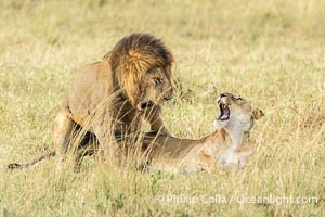 Mating pair of African lions, Masai Mara, Kenya, Panthera leo, Maasai Mara National Reserve