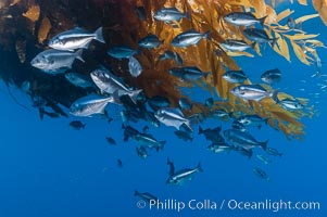 Half-moon perch school below offshore drift kelp, open ocean, Medialuna californiensis, San Diego, California