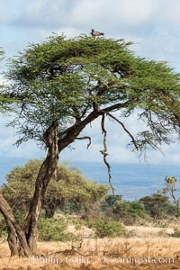 Meru National Park landscape