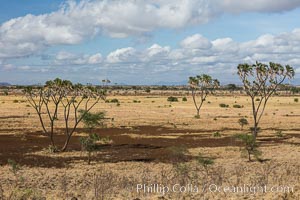 Meru National Park landscape, Hyphaene thebaica