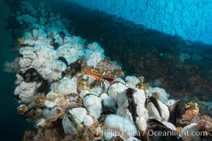 Metridium anemones covering Oil Rig Elly underwater structure, Metridium senile, Long Beach, California