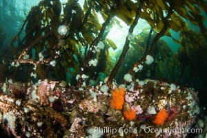 Metridium senile anemones cover the reef below a forest of bull kelp, Browning Pass, Vancouver Island, Metridium senile, Nereocystis luetkeana