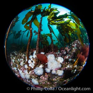 Metridium senile anemones cover the reef below a forest of bull kelp, Browning Pass, Vancouver Island, Metridium senile, Nereocystis luetkeana