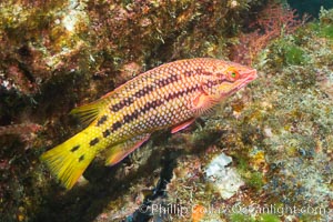 Mexican hogfish, female coloration, Sea of Cortez, Baja California, Mexico, Bodianus diplotaenia