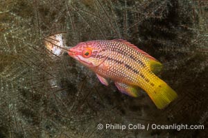 Mexican hogfish, female coloration, Isla de la Guarda, Sea of Cortez, Baja California, Mexico, Bodianus diplotaenia, Isla Angel de la Guarda