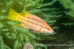 Mexican hogfish, female coloration, Isla de la Guarda, Sea of Cortez, Baja California, Mexico, Bodianus diplotaenia, Isla Angel de la Guarda