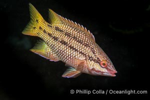 Mexican hogfish, female coloration, Islas San Lorenzo, Sea of Cortez, Baja California, Mexico, Bodianus diplotaenia