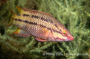 Mexican hogfish, female coloration, Islas San Lorenzo, Sea of Cortez, Baja California, Mexico, Bodianus diplotaenia