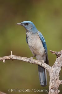 Mexican jay, Aphelocoma ultramarina, Madera Canyon Recreation Area, Green Valley, Arizona