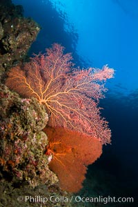 Reef with gorgonians and marine invertebrates, Sea of Cortez, Baja California, Mexico