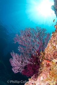 Reef with gorgonians and marine invertebrates, Sea of Cortez, Baja California, Mexico