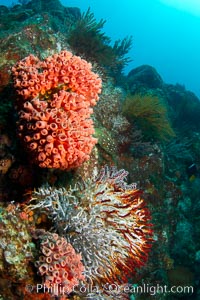 Reef with gorgonians and marine invertebrates, Sea of Cortez, Baja California, Mexico