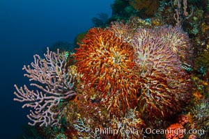 Reef with gorgonians and marine invertebrates, Sea of Cortez, Baja California, Mexico