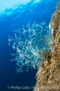 Reef with gorgonians and marine invertebrates, Sea of Cortez, Baja California, Mexico