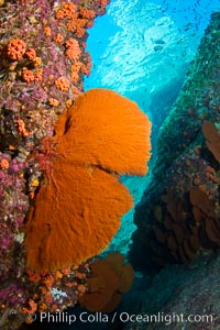 Reef with gorgonians and marine invertebrates, Sea of Cortez, Baja California, Mexico