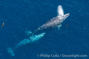 Gray whales traveling south to Mexico during their winter migration.  The annual migration of the California gray whale is the longest known migration of any mammal, 10,000 to 12,000 miles from the Bering Sea to Baja California, Eschrichtius robustus, Coronado Islands (Islas Coronado)