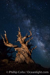 Stars and the Milky Way rise above ancient bristlecone pine trees, in the White Mountains at an elevation of 10,000' above sea level.  These are some of the oldest trees in the world, reaching 4000 years in age, Pinus longaeva, Ancient Bristlecone Pine Forest, White Mountains, Inyo National Forest