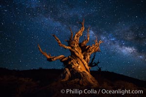 Stars and the Milky Way rise above ancient bristlecone pine trees, in the White Mountains at an elevation of 10,000' above sea level.  These are some of the oldest trees in the world, reaching 4000 years in age, Pinus longaeva, Ancient Bristlecone Pine Forest, White Mountains, Inyo National Forest