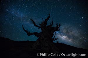 Stars and the Milky Way rise above ancient bristlecone pine trees, in the White Mountains at an elevation of 10,000' above sea level.  These are some of the oldest trees in the world, reaching 4000 years in age, Pinus longaeva, Ancient Bristlecone Pine Forest, White Mountains, Inyo National Forest