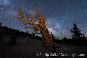 Milky Way over Ancient Bristlecone Pine Trees, Inyo National Forest, Ancient Bristlecone Pine Forest, White Mountains, Inyo National Forest