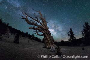 Milky Way over Ancient Bristlecone Pine Trees, Inyo National Forest, Pinus longaeva, Ancient Bristlecone Pine Forest, White Mountains, Inyo National Forest