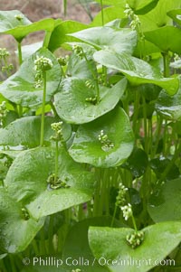 Miners lettuce, Batiquitos Lagoon, Carlsbad, Claytonia perfoliata perfoliata